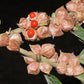 50 INDIAN GINSENG Withania Somnifera Ashwaganda Herb Flower Seeds