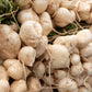 20 JICAMA Mexican Yam Bean Potato Bean Pachyrhizus Erosus Vining Legume Root Vegetable Blue Flower Seeds