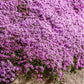 100 Walk On Me CREEPING THYME Thymus Serpyllum Herb Flower Seeds