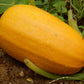 50 VEGETABLE SPAGHETTI SQUASH Winter Cucurbita Pepo Seeds