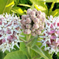 50 SHOWY (Greek) MILKWEED Asclepias Speciosa Flower Seeds