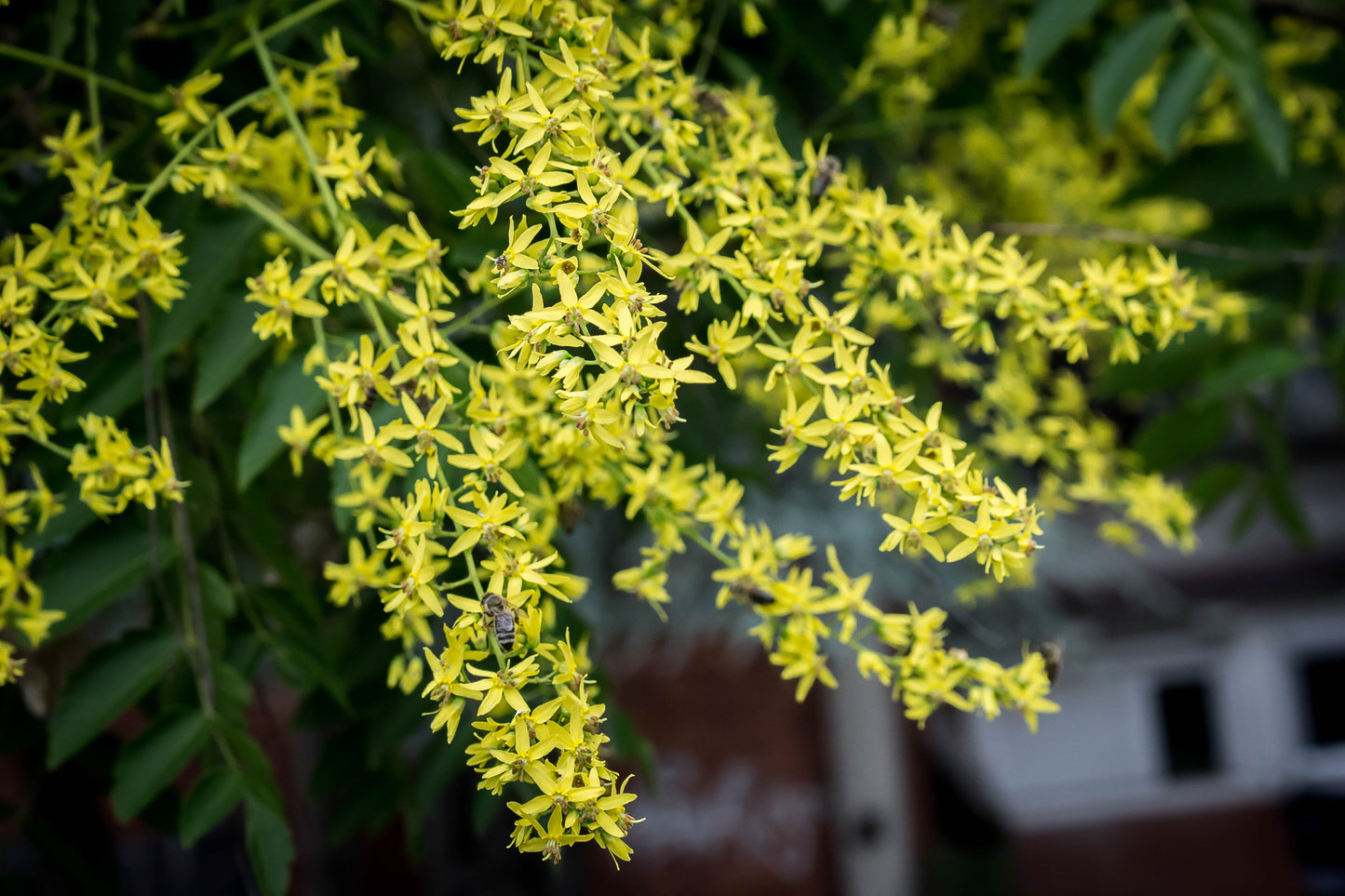 10 DWARF GOLDEN RAIN TREE Koelreuteria Paniculata Nana Yellow Flower Seeds