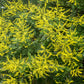 10 DWARF GOLDEN RAIN TREE Koelreuteria Paniculata Nana Yellow Flower Seeds