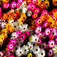 200 MIXED Colors ICE PLANT ( Mesembryanthemum Daisy / Livingstone Daisy ) Dorotheanthus Bellidiformis Flower Seeds