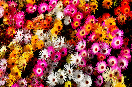 200 MIXED Colors ICE PLANT ( Mesembryanthemum Daisy / Livingstone Daisy ) Dorotheanthus Bellidiformis Flower Seeds