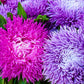 50 Mixed OSTRICH PLUME ASTER Feather Spider Callistephus Chinensis Flower Seeds