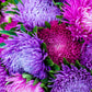 50 Mixed OSTRICH PLUME ASTER Feather Spider Callistephus Chinensis Flower Seeds