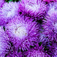 50 Mixed OSTRICH PLUME ASTER Feather Spider Callistephus Chinensis Flower Seeds