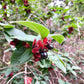 25 TWINBERRY HONEYSUCKLE Lonicera Involucrata California Bearberry Black Twin Berry Endangered Native Sun or Shade Shrub Yellow Red Hummingbird Flower Seeds