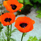 100 PRINCE of ORANGE POPPY Oriental Poppy Papaver Orientale Perennial Flower Seeds