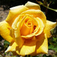 5 YELLOW ROSE Rosa Bush Shrub Perennial Flower Seeds