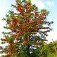 35 SILKY OAK TREE Orange Flower Southern Silver Oak Grevillea Robusta Seeds