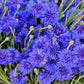 1000 Tall Blue BACHELOR'S BUTTON / CORNFLOWER Centaurea Cyanus Flower Seeds
