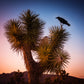 5 JOSHUA TREE Palm Tree Yucca Brevifolia White Flowers Cactus Succulent Seeds