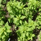300 EPAZOTE (Mexican Tea) Chenopodium Ambrosioides  Dysphania Herb Flower Seeds