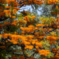35 SILKY OAK TREE Orange Flower Southern Silver Oak Grevillea Robusta Seeds