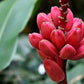 5 DWARF PINK BANANA Velvet Musa Velutina Flowering Fruit Tree Seeds