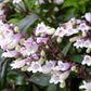 25 HUSKER RED PENSTEMON Digitalis Foxglove Beardtongue White Flower Seeds