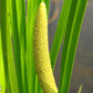 250 SWEET FLAG GRASS Wetland Pond Acorus Calamus Ornamental Seeds