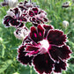 50 VELVET N LACE DIANTHUS Chinensis Black & White Flower Seeds