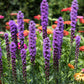 500 Purple BLAZING STAR Gayfeather LIATRIS Spicata Flower Seeds