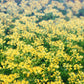 50 YELLOW RUE Herb of Grace Common Ruta Graveolens Fragrant Evergreen Flower Seeds