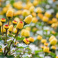 100 TOOTHACHE / EYEBALL PLANT Spilanthes Oleracea Red & Yellow Flower Herb Seeds