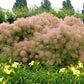 30 PURPLE SMOKE TREE Shrub Smokebush Cotinus Coggygria Rhus Cotinus Sumach Seeds