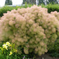 30 PURPLE SMOKE TREE Shrub Smokebush Cotinus Coggygria Rhus Cotinus Sumach Seeds