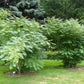 7 BLUE SAUSAGE FRUIT Edible & Ornamental Decaisnea Fargesii Tree Shrub Seeds