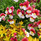 50 RED & WHITE NEMESIA Strumosa Danish Flag Fragrant Bicolor Flower Seeds