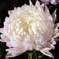 30 Duchess WHITE PAEONY ASTER French Peony Callistephus Double Flower Seeds
