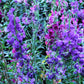 500 MIXED ELEGANT CLARKIA Mountain Garland Elegans Pink Purple Red Mix Flower Seeds