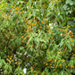 10 ORANGE BALL TREE / Golden Butterfly Bush Buddleja Globosa Shrub Flower Seeds