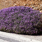 100 MOTHER OF THYME aka Lemon Broadleaved Large Thyme Thymus Pulegioides Herb Pink Flower Seeds