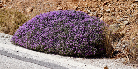 100 MOTHER OF THYME aka Lemon Broadleaved Large Thyme Thymus Pulegioides Herb Pink Flower Seeds