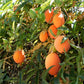 10 Blue Crown PASSION FLOWER / Passion FRUIT Passiflora Caerulea Orange Fruit Vine Seeds