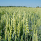 100 Common BARLEY Hordeum Vulgare Grain Grass Cover Crop Beer Seeds