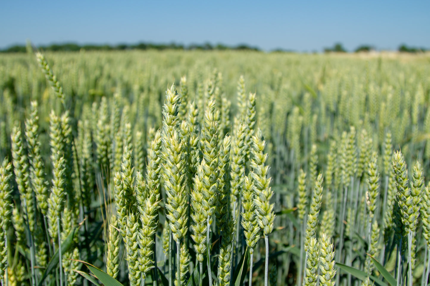 100 Common BARLEY Hordeum Vulgare Grain Grass Cover Crop Beer Seeds