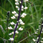 50 WHITE WILD INDIGO Baptisia Alba Usa Native Pollinator Flower Seeds