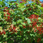 20 AMERICAN HIGHBUSH CRANBERRY Viburnum Trilobum Red Fruit White Flower Shrub Seeds