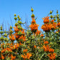 25 KLIP DAGGA (Lions Ear / Lions Tail / Wild Klip Dagga) Leonotis Nepetifolia Flower Seeds