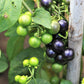 100 GARDEN HUCKLEBERRY (Ground Cherry) Solanum Melanocerasum Berry Fruit Bush Seeds