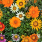 30 Mixed Colors GAZANIA Rigens Treasure Flower Seeds