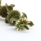 100 White HOREHOUND Marrubium Vulgare Herb Flower Seeds
