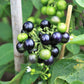 100 GARDEN HUCKLEBERRY (Ground Cherry) Solanum Melanocerasum Berry Fruit Bush Seeds