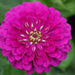 250 VIOLET QUEEN ZINNIA Elegans Purple Double Dahlia Heirloom Flower Seeds