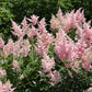100 PINK MIX ASTILBE (False Spirea / False Goats Beard) Astilbe Chinensis Flower Seeds