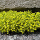 200 GOLDEN CARPET SEDUM Acre Gold Moss Stonecrop Flower Seeds