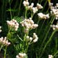 150 White PUSSYTOES Cats Paws Antennaria Flower Seeds